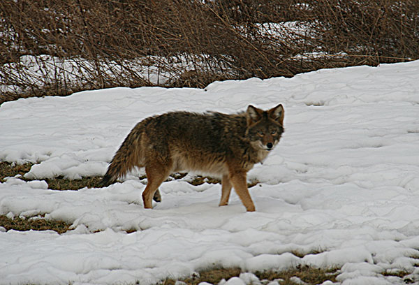 EASTERN COYOTES / COYWOLVES